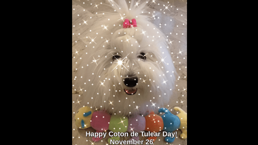 Coton de Tulear Day